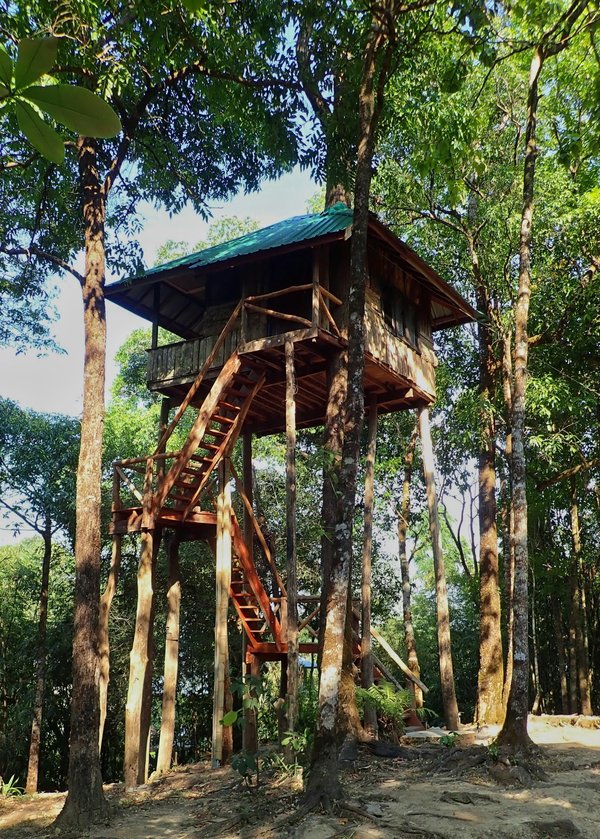 Connexion avec la nature : Les véritables attraits pour les cabanes dans les arbres en Haute-Savoie