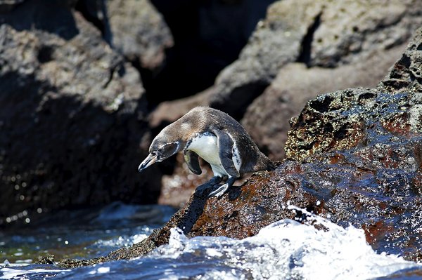 Quels sont les meilleurs spots pour observer les tortues de mer aux Galápagos?