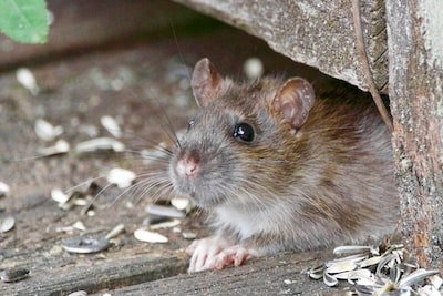 Comment détecter la présence des rats dans votre logement ?