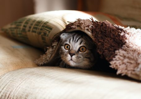 brown Scottish fold in brown thick-pile blanket